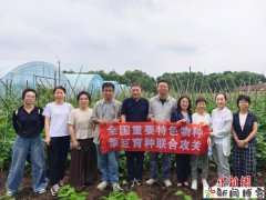 重要特色物种菜豆育种联合攻关成果在哈尔滨展