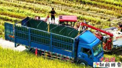 （乡村行·看振兴）广东清远水东村：金稻压枝机