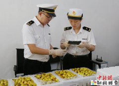 陕西冬枣首次出口澳大利亚