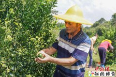 (乡村行·看振兴)广东蓝口镇:茶枝柑结出“黄